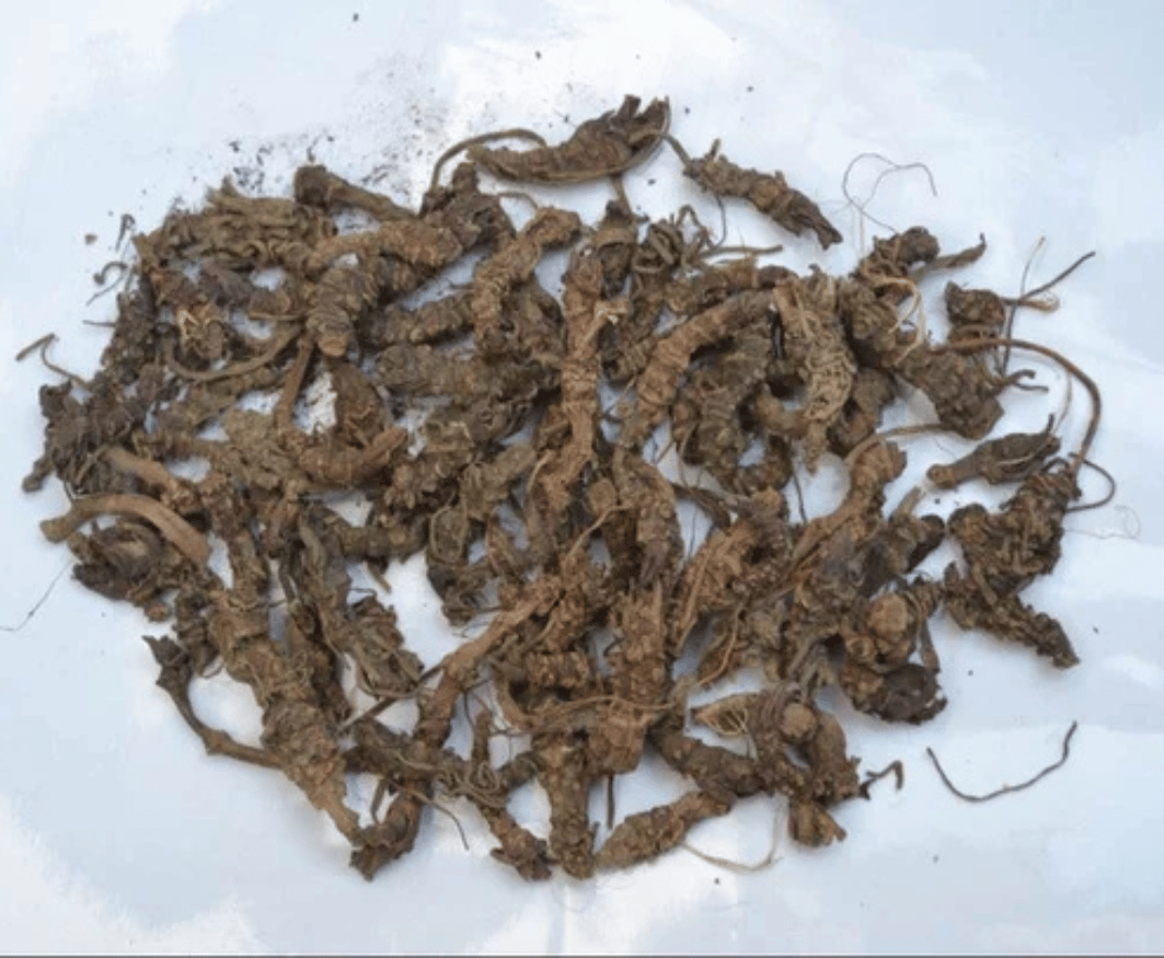 Dandelion Root Extract